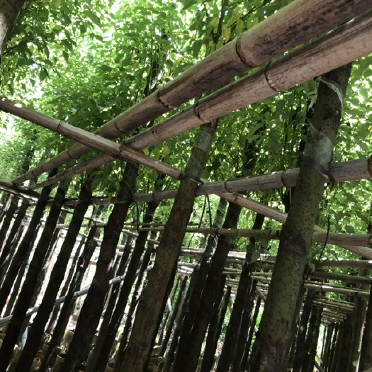 揭阳小叶樟