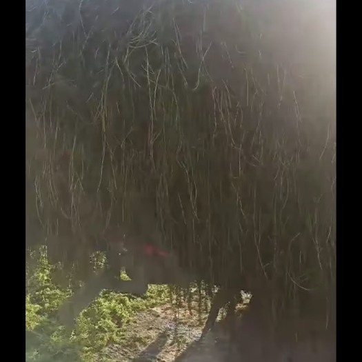 苏州 节节草。轮叶黑藻