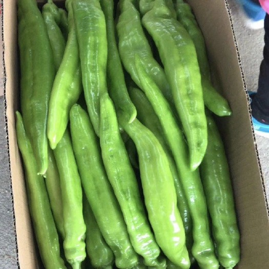 天镇县 大量尖椒低价甩卖