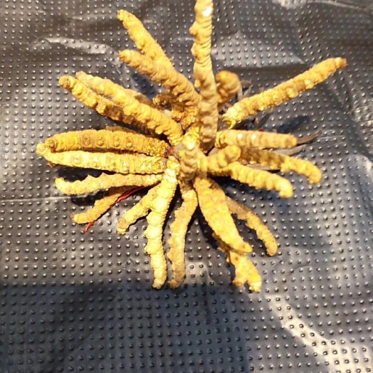康定市 冬虫夏草