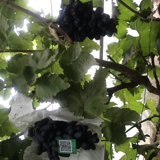 平邑县蓝宝石葡萄苗 最火的葡萄新品种蓝宝石