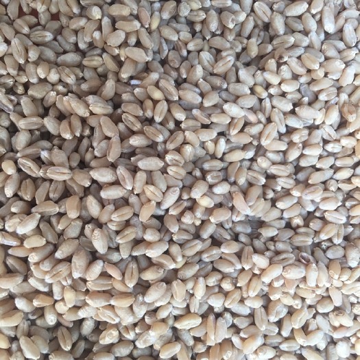 邢台小麦种子 常规种 ≥97% ≥97% ≥97% ≤13%