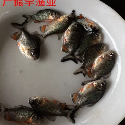 博罗县 鲳鱼鱼苗 淡水养殖鱼苗
