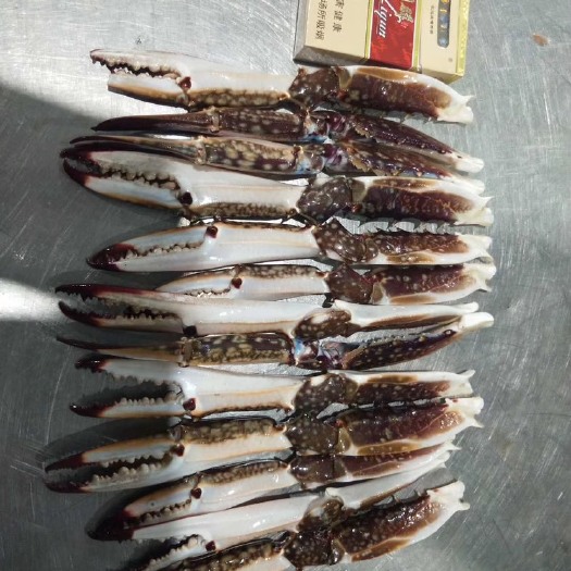连云港新鲜出炉的大号梭子蟹钳肉质质量很好