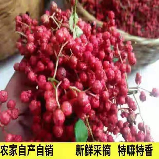 天水 甘肃天水大红袍花椒特级