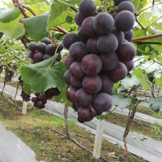 慈溪市阳光玫瑰 2斤以上 5%以下 1次果