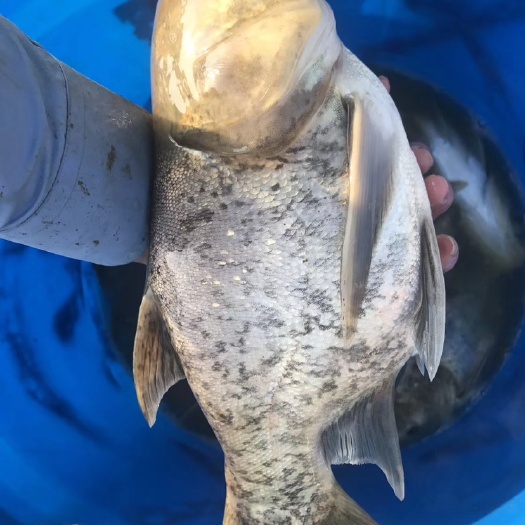 中山市缩骨鳙鱼苗 缩骨大头苗