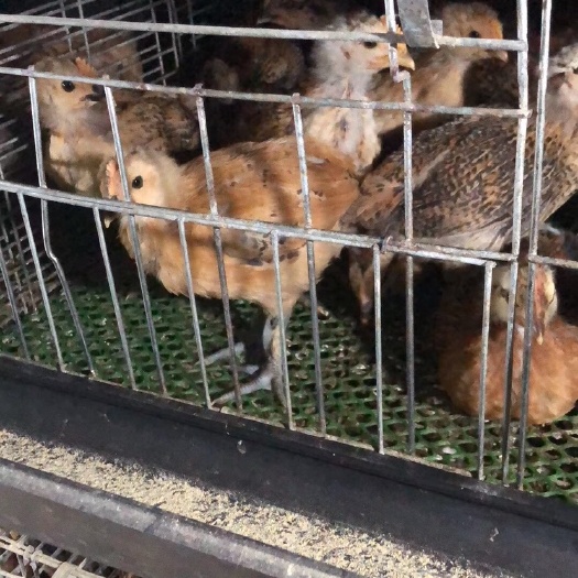 秀山土鸡苗 统货