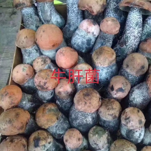 康定市 牛肝菌