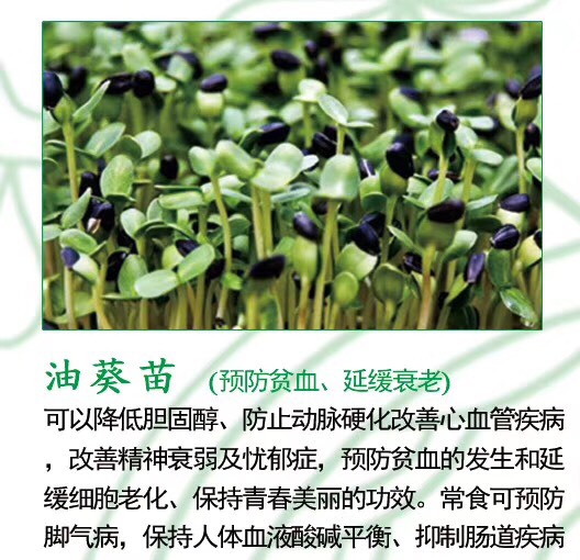 油葵种子 油葵芽苗菜种子 生油葵苗 可做鸽粮 油葵油原料