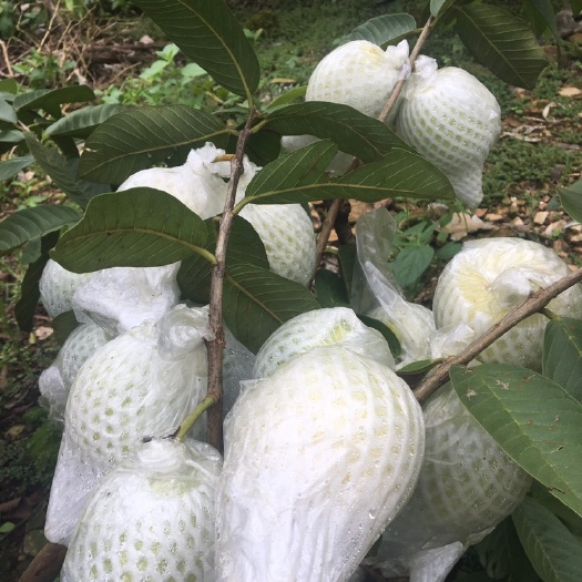 河口县白心番石榴  番石榴