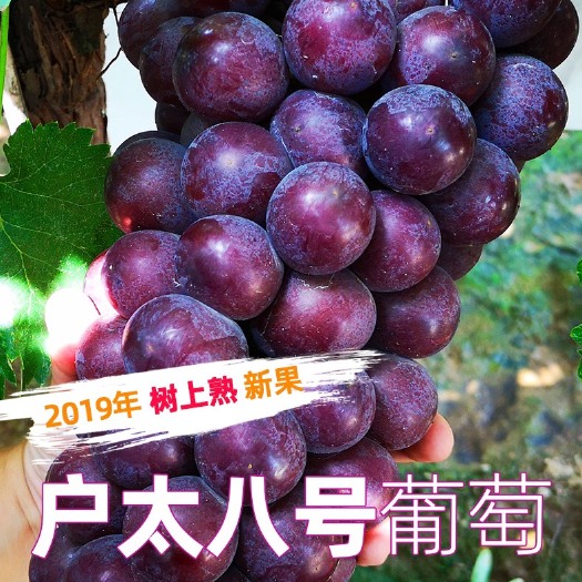 西安 陕西户太八号葡萄新鲜特产水果现摘现发。