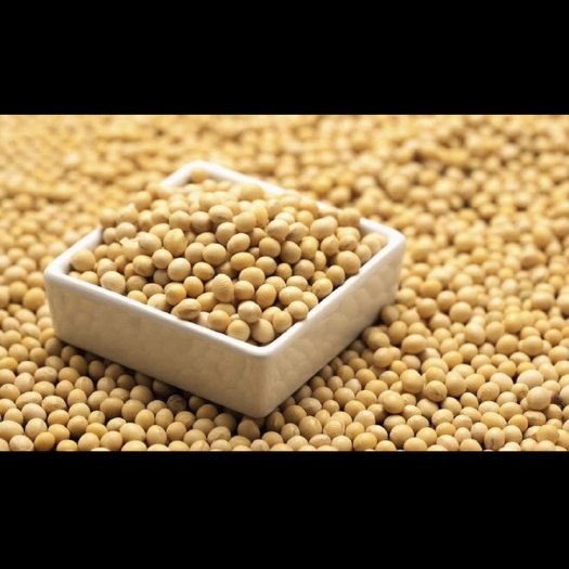 逊克县大豆  蛋白商品豆  豆类