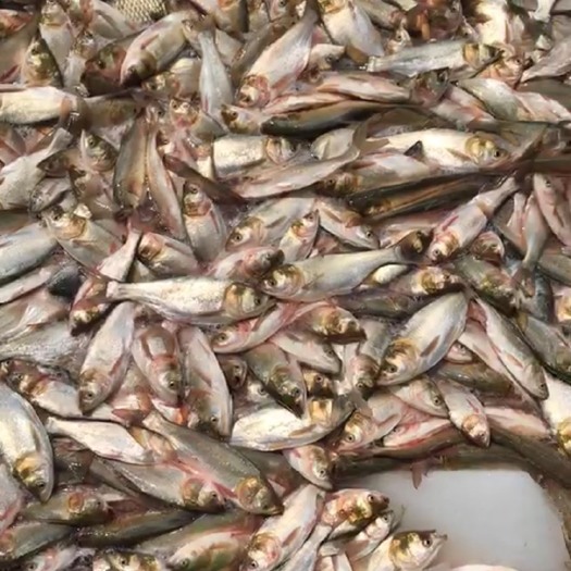 佛山白鲢鱼，饲料鱼杂鱼