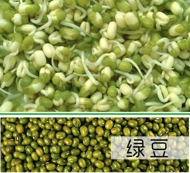 绿芽豆  小绿豆芽豆  绿豆芽种子小珍珠绿豆 绿豆芽苗菜种子
