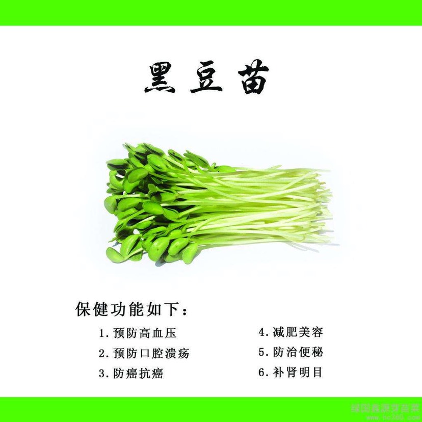 黑豆种子 扁粒黄心黑豆种子 生黑豆芽 生黑豆苗 当季新种