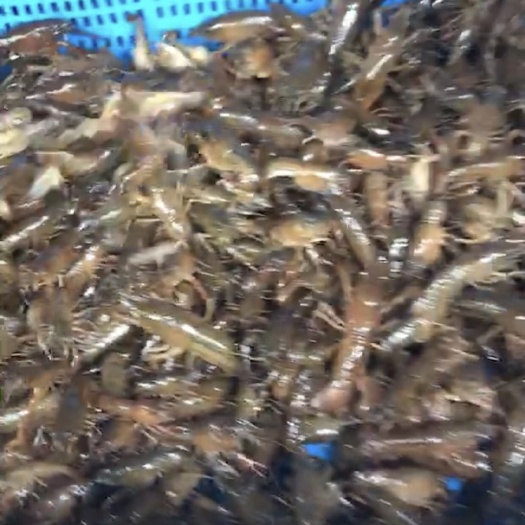 大理市小龙虾苗 云南本地清水苗