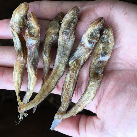 定南县棍子鱼干 小鱼干，味香，色泽好