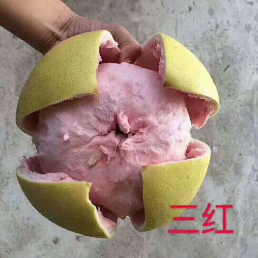 平和县三红蜜柚 平和琯溪柚三红