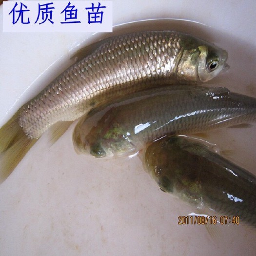 博罗县 大头鱼苗 草鱼鱼苗大量批发