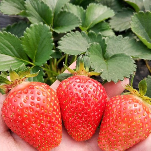 泰安甜查理草莓苗  脱毒苗  保证成活率