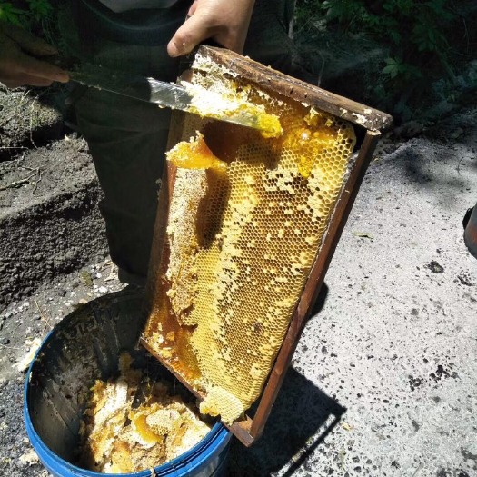 大邑县土蜂蜜 98% 2年以上 玻璃瓶装