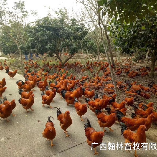 南宁土鸡苗 灵山