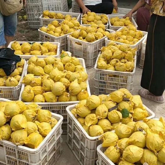 虞城县翠玉梨 翠玉原色