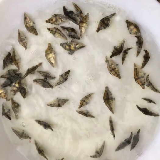 博罗县桂鱼苗   桂花鱼鱼苗批发