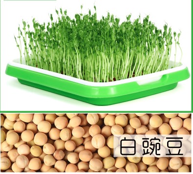 干豌豆  白豌豆 生产豌豆苗