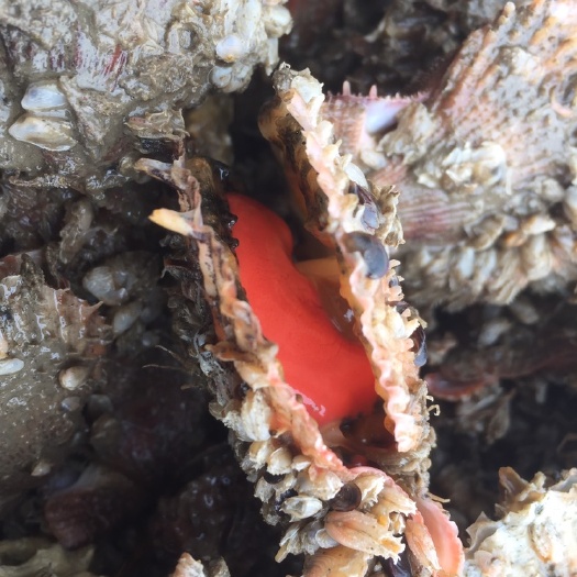 烟台 栉孔扇贝肉，20-40粒，自己养殖加工一手货源.
