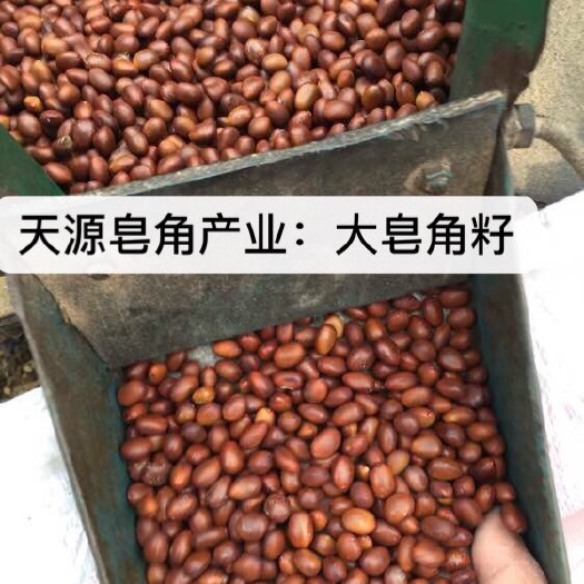 南召县皂角种子 从事皂角产业30年，只做皂角产业一件事！
