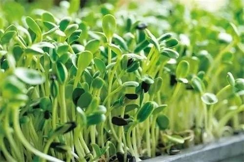 油葵种子 油葵芽苗菜种子 生油葵苗 可做鸽粮 油葵油原料
