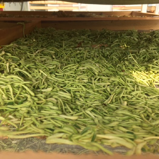  山东精选四季金银花，剂，天然。