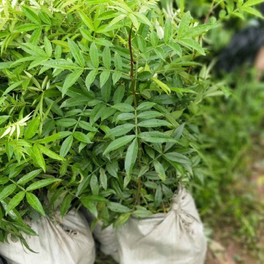 景东县青花椒苗  花椒袋苗