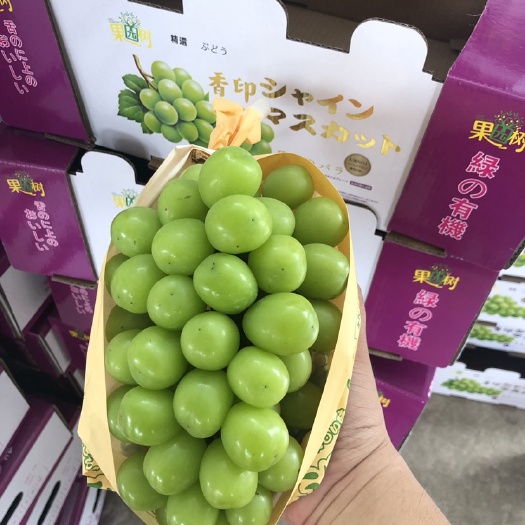 南宁阳光玫瑰 1.5- 2斤 5%以下 1次果
