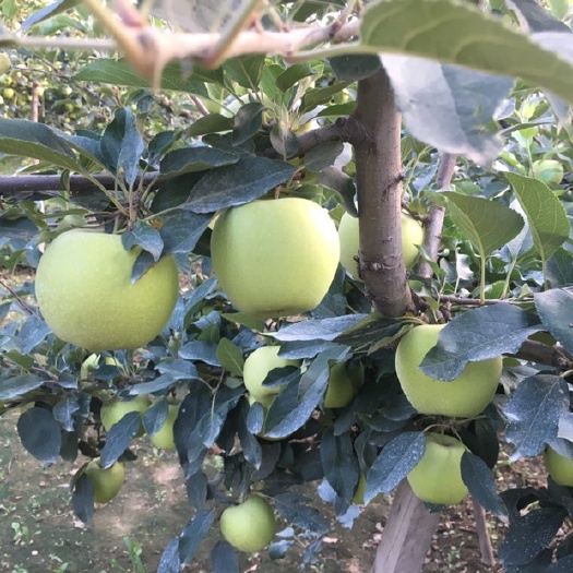 烟台嘎啦苹果 光果嘎拉……烟台蓬莱