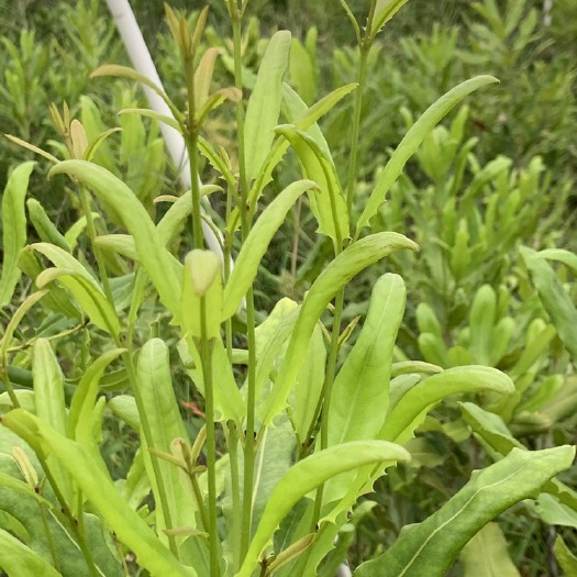 南宁夏威夷果苗  澳洲坚果苗OC嫁接苗（3年苗）
