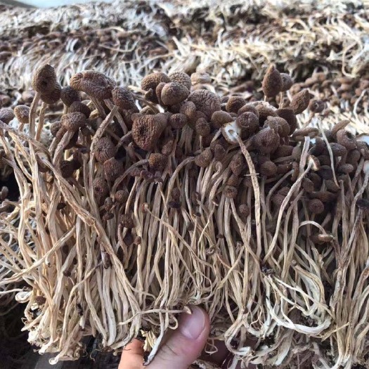 广昌县君志 江西广昌3号茶树菇干货批发 精品细条 新货 量大包邮