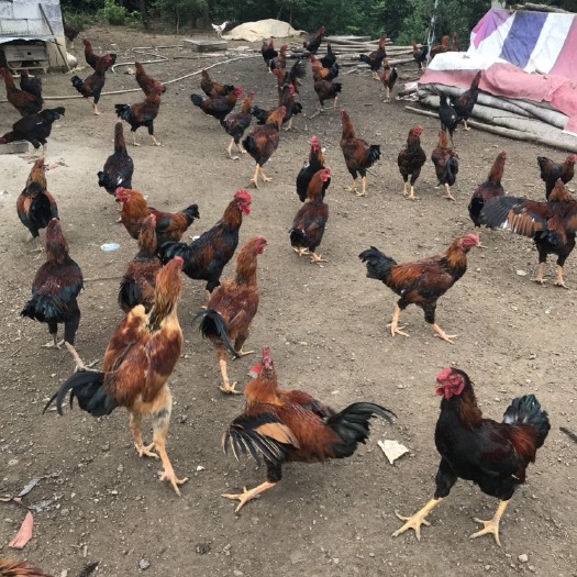大方县 纯散养土鸡，杂斗鸡，肉质鲜嫩紧实，营养丰富
