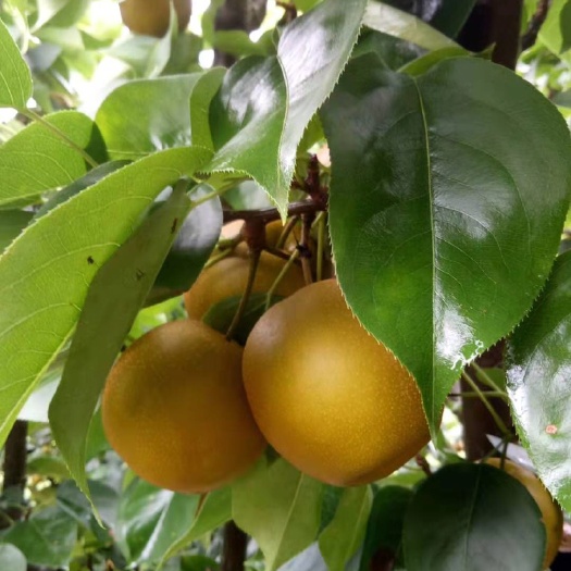 中方县金秋梨 250-300g 55mm以上