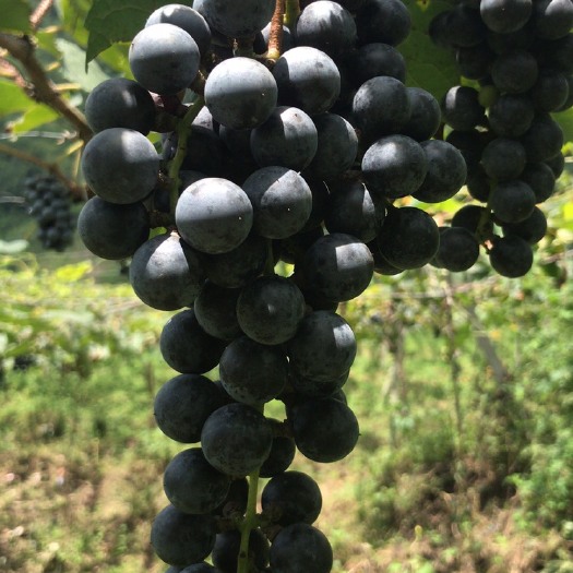 紫云县 高山刺龙葡萄品种，
