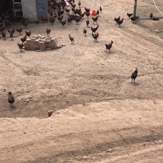 甘谷县青脚土鸡 公 5-6斤