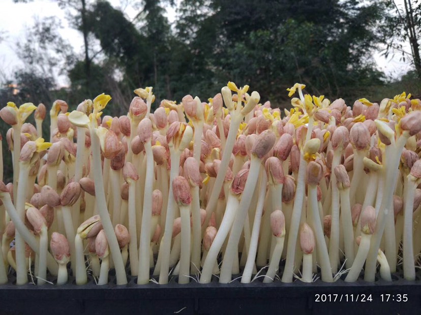 花生芽种子 生产花生芽用种子 纯手剥米