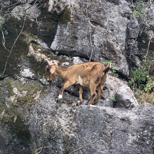 桂林山羊
