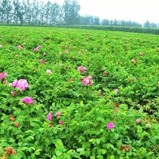 食用玫瑰 平阴玫瑰育苗总基地——中国玫瑰产业技术创新