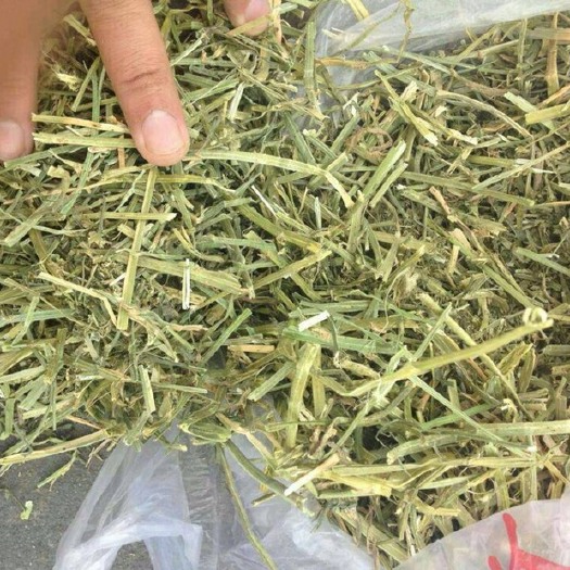天津 西班牙苜蓿草干草 奶牛、马、骆驼、羊、鸡鸭饲料批发