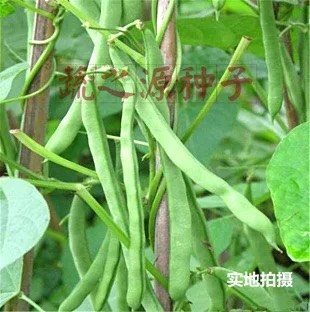 四季豆种子玉豆种子黑籽意大利双青38号玉豆种子豆扁圆出口