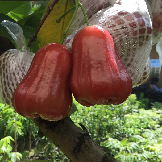 潮州黑金刚莲雾苗  莲雾苗 黑金刚莲雾 飞弹莲雾苗 大叶红莲雾苗嫁接苗带土发