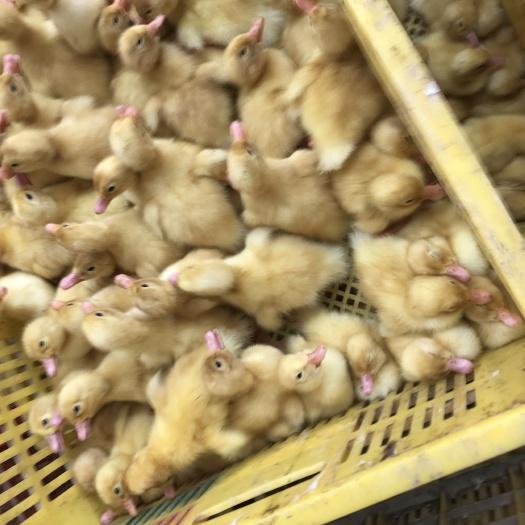 南宁 桂柳白鸭苗直接送玉林黄老板养户需要的请联系我